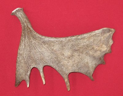 Picture of this lot Moose Antler Sides