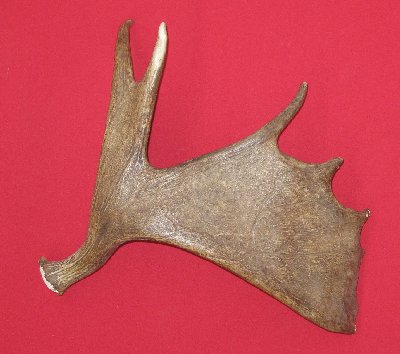 Picture of this lot Moose Antler Sides