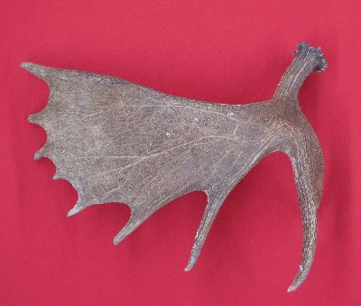 Picture of this lot Moose Antler Sides