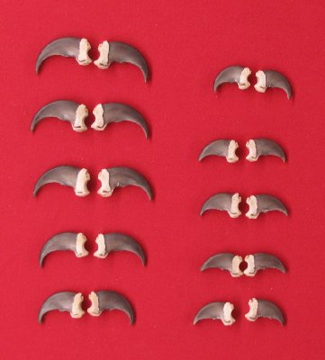 Picture of this lot Black Bear Claw Sets