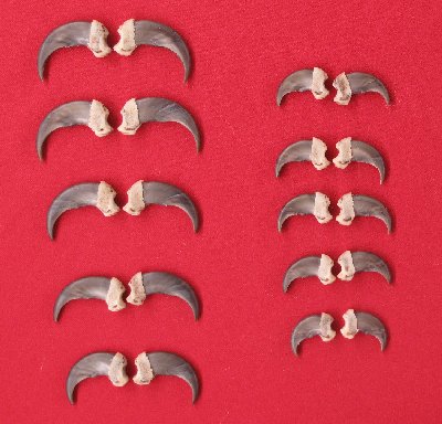 Picture of this lot Black Bear Claw Sets