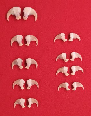 Picture of this lot Cougar Mountain Lion Claws, Dew Claws