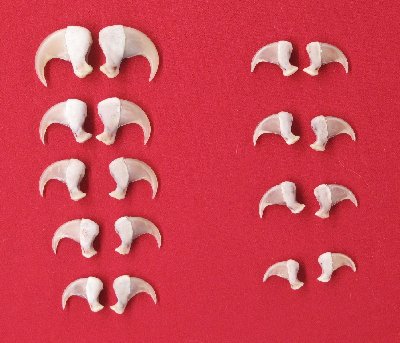 Picture of this lot Cougar Mountain Lion Claws, Dew Claws