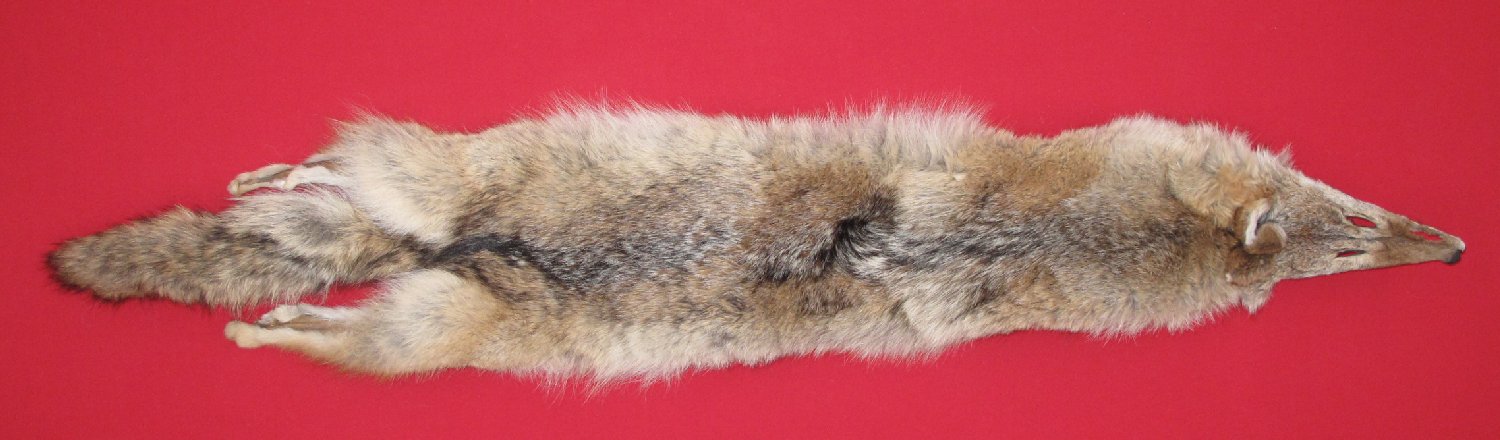 Thumbnail of this picture