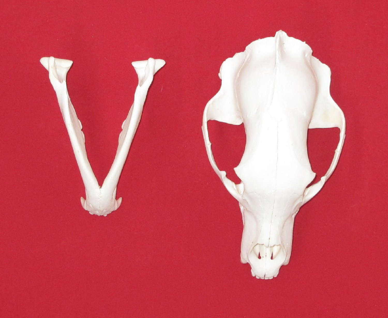 Thumbnail of this picture