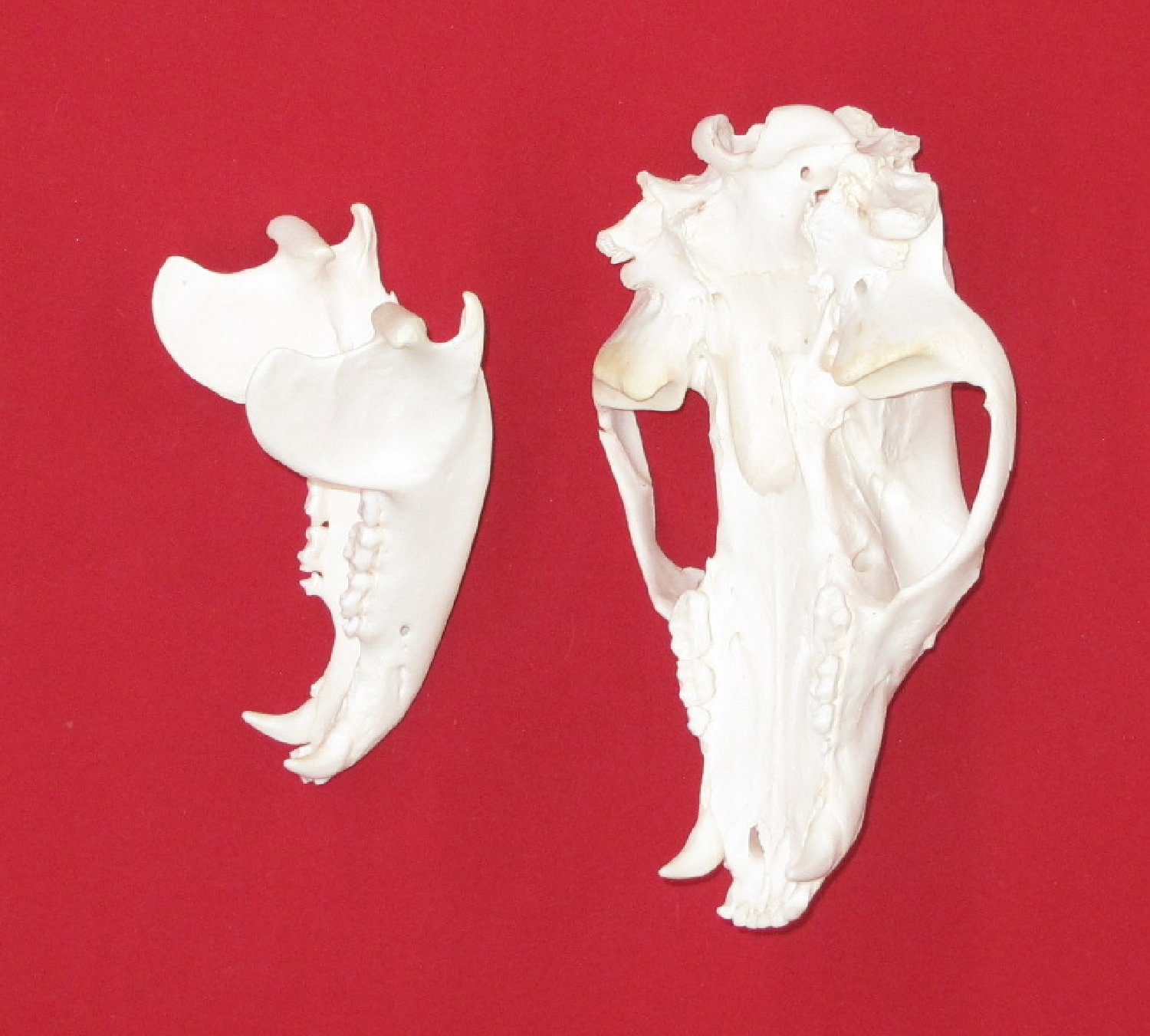 Thumbnail of this picture