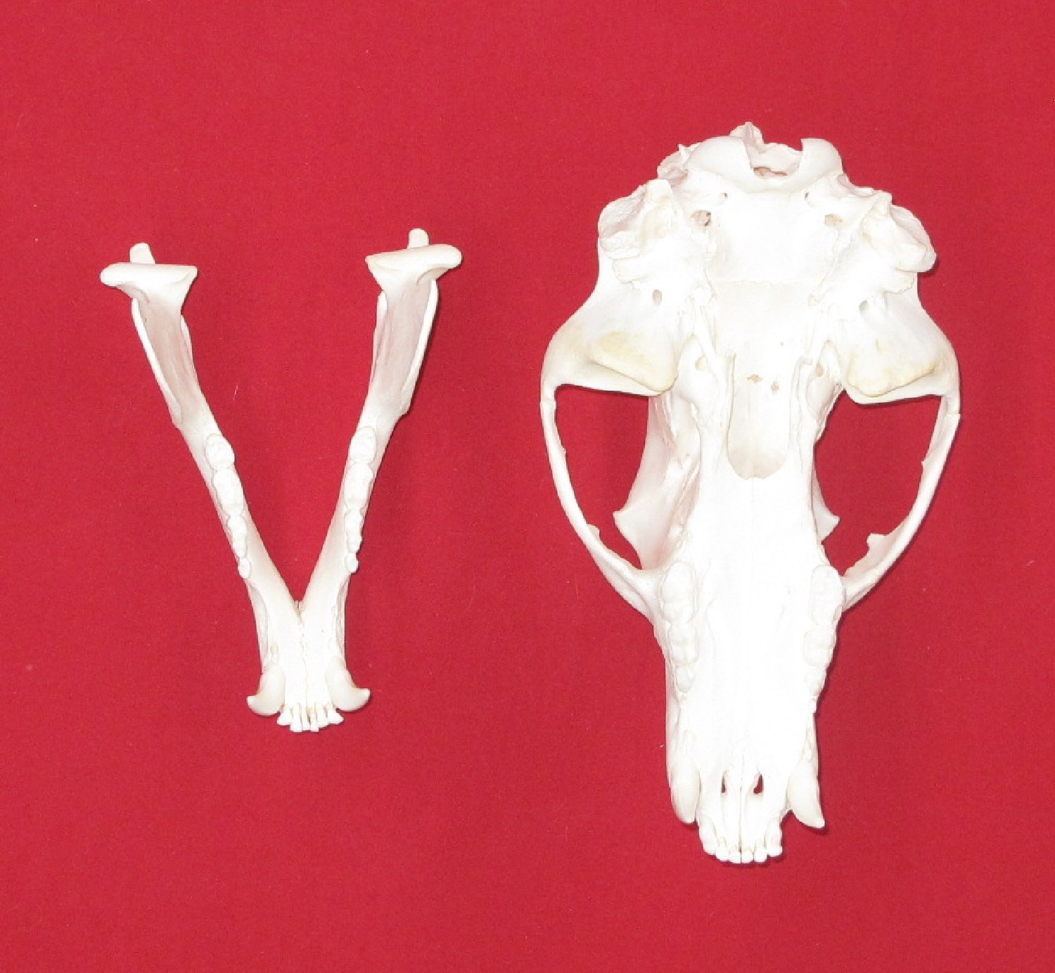 Thumbnail of this picture