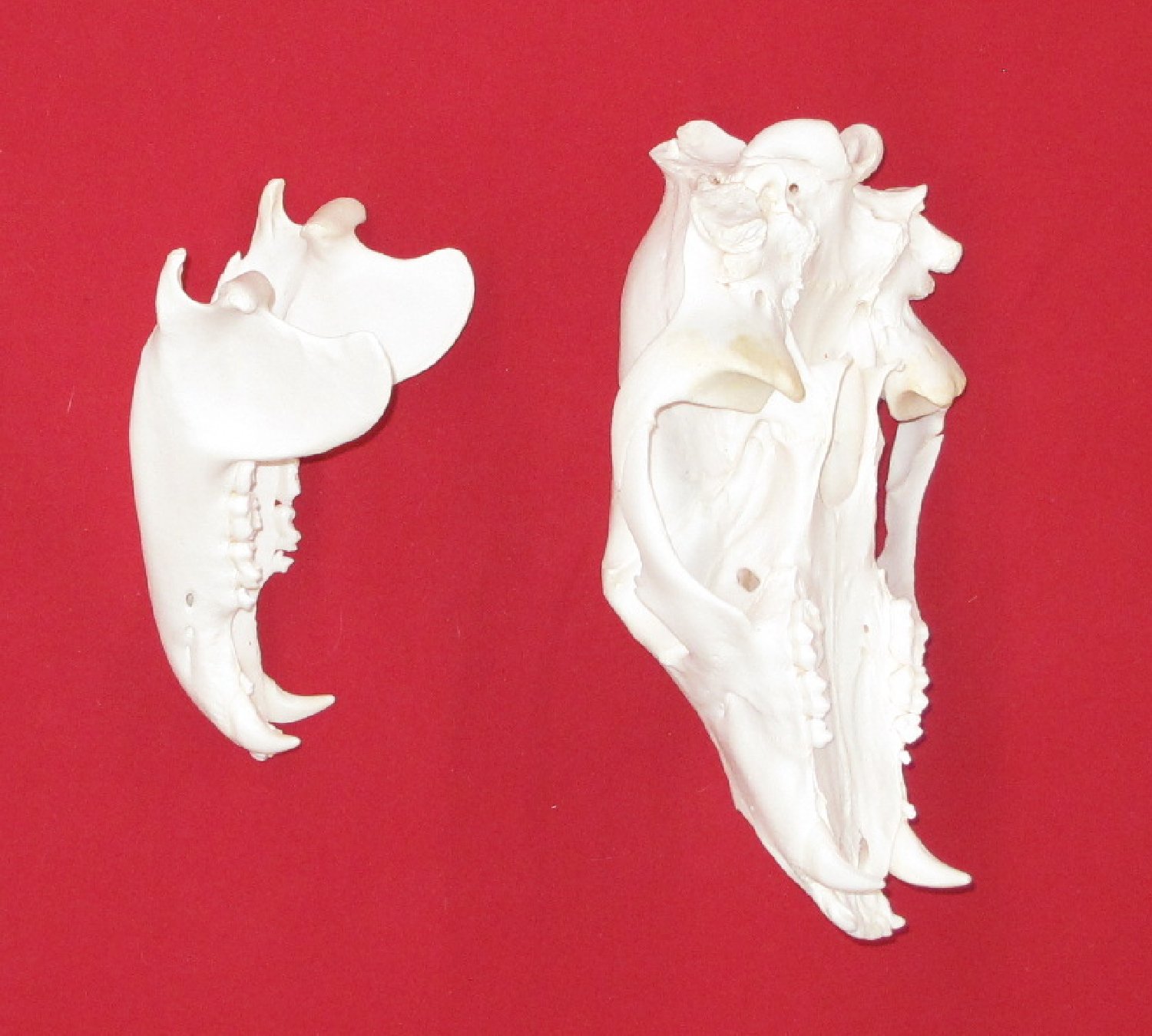 Thumbnail of this picture