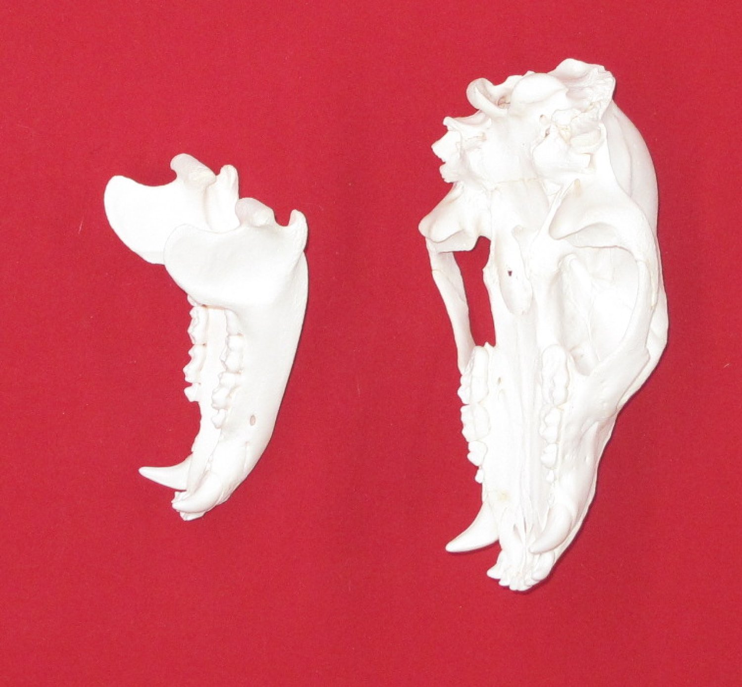 Thumbnail of this picture