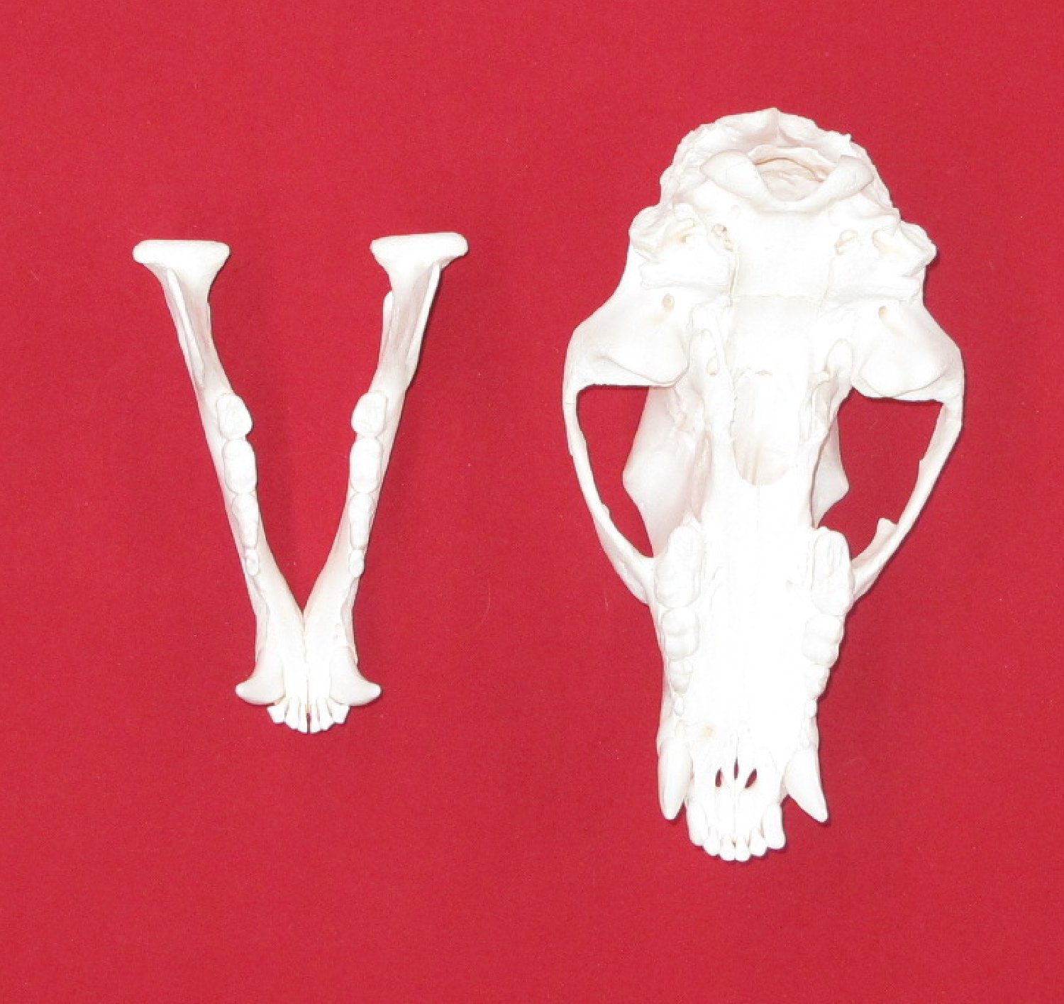 Thumbnail of this picture