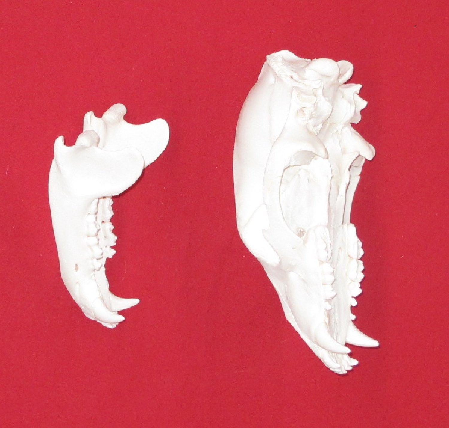 Thumbnail of this picture