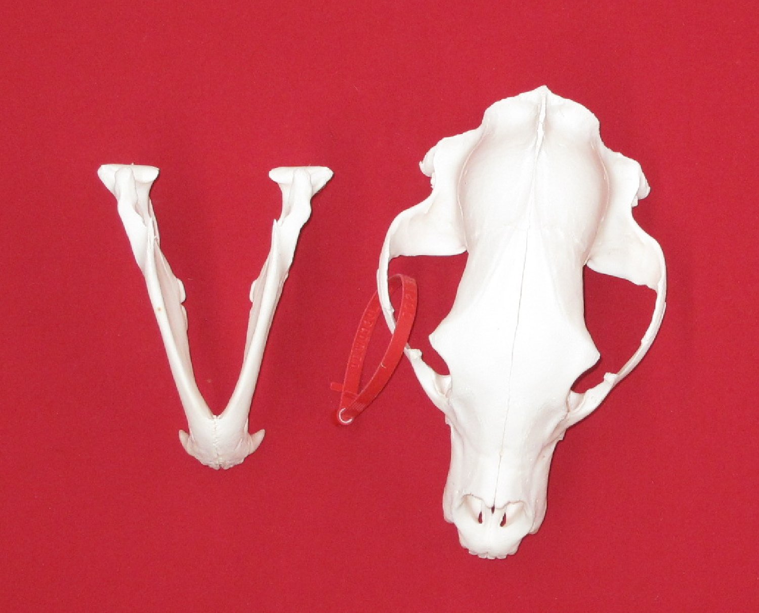 Thumbnail of this picture