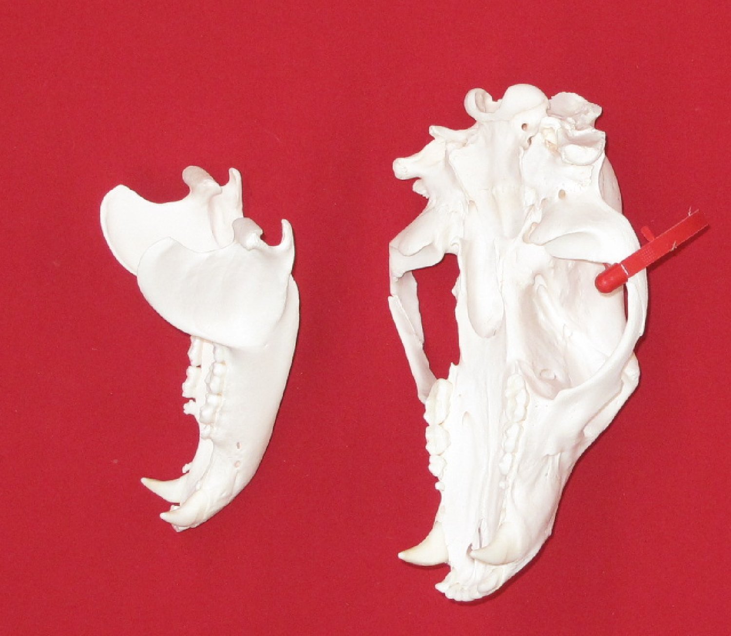 Thumbnail of this picture