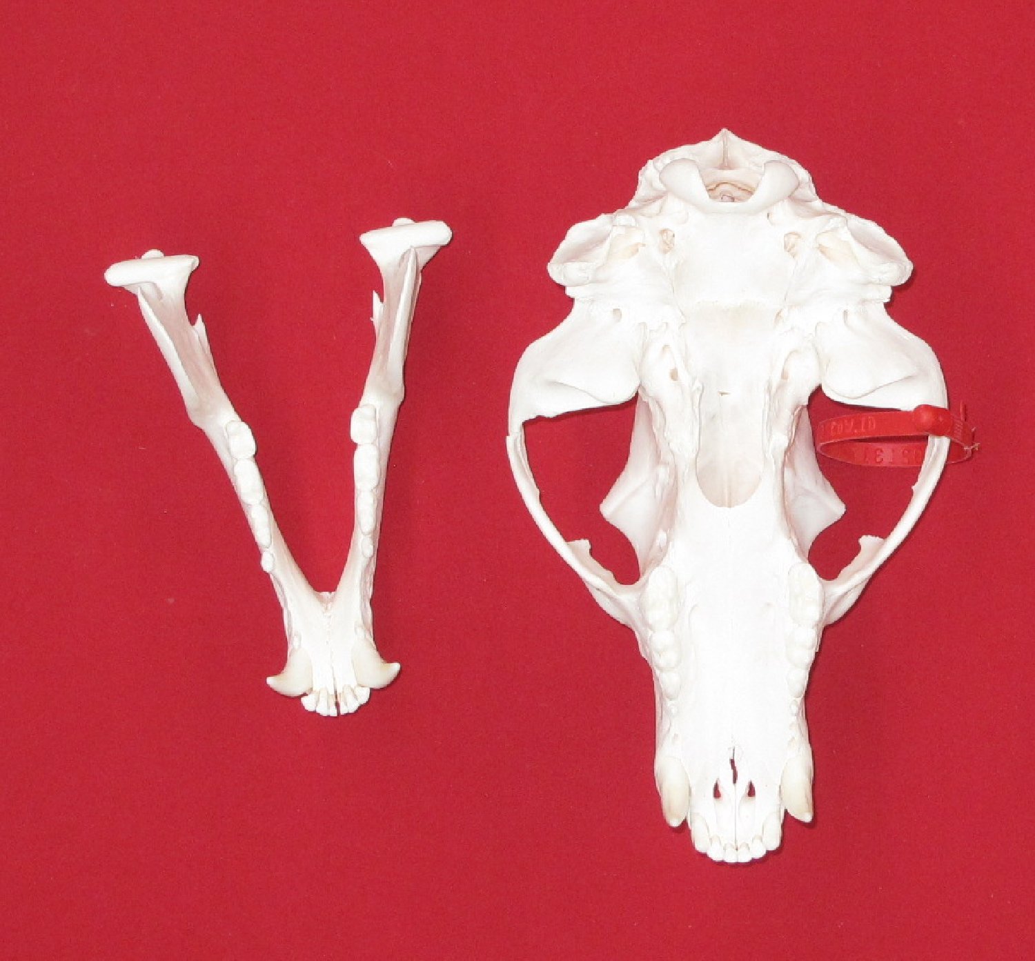 Thumbnail of this picture