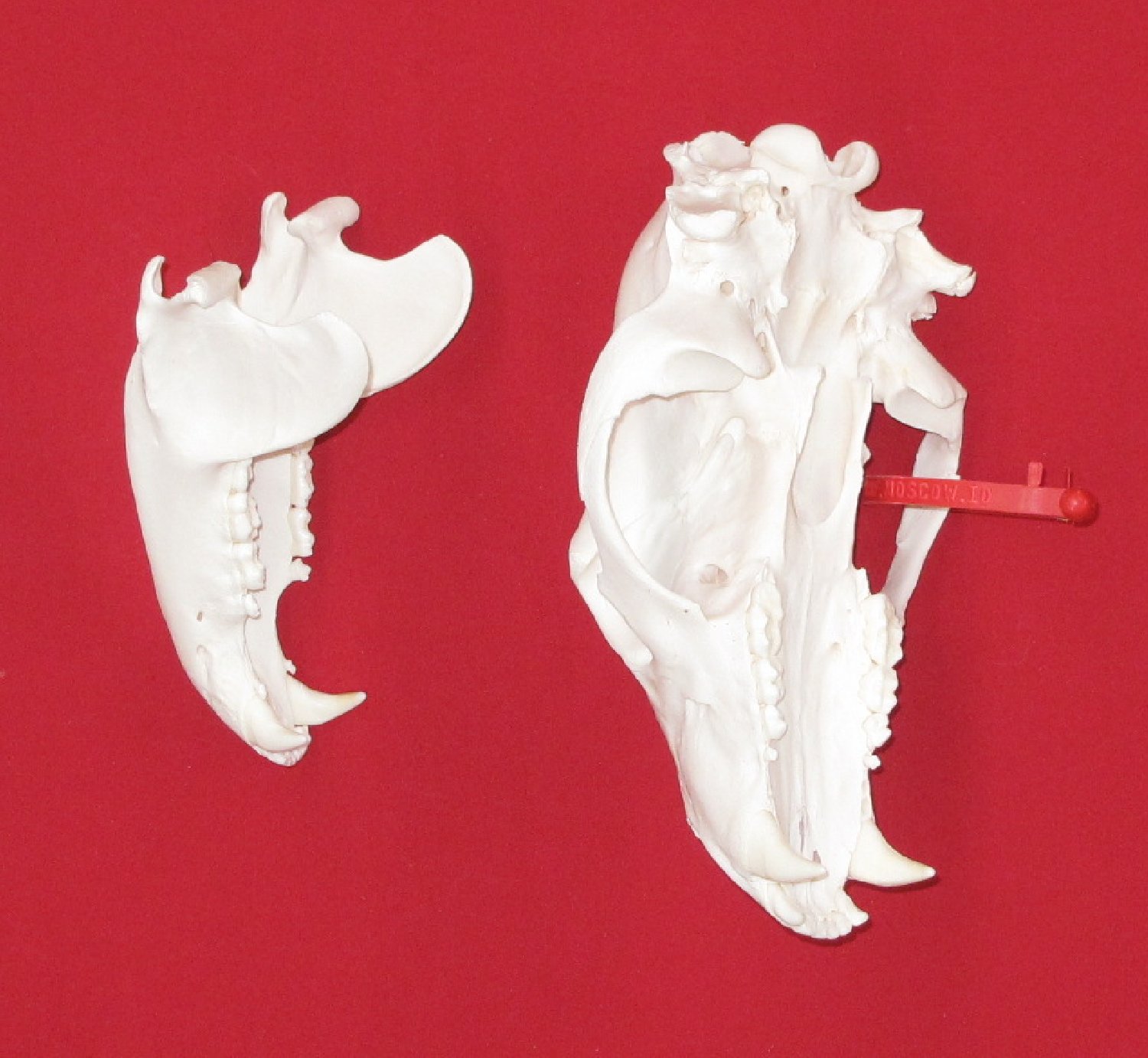 Thumbnail of this picture