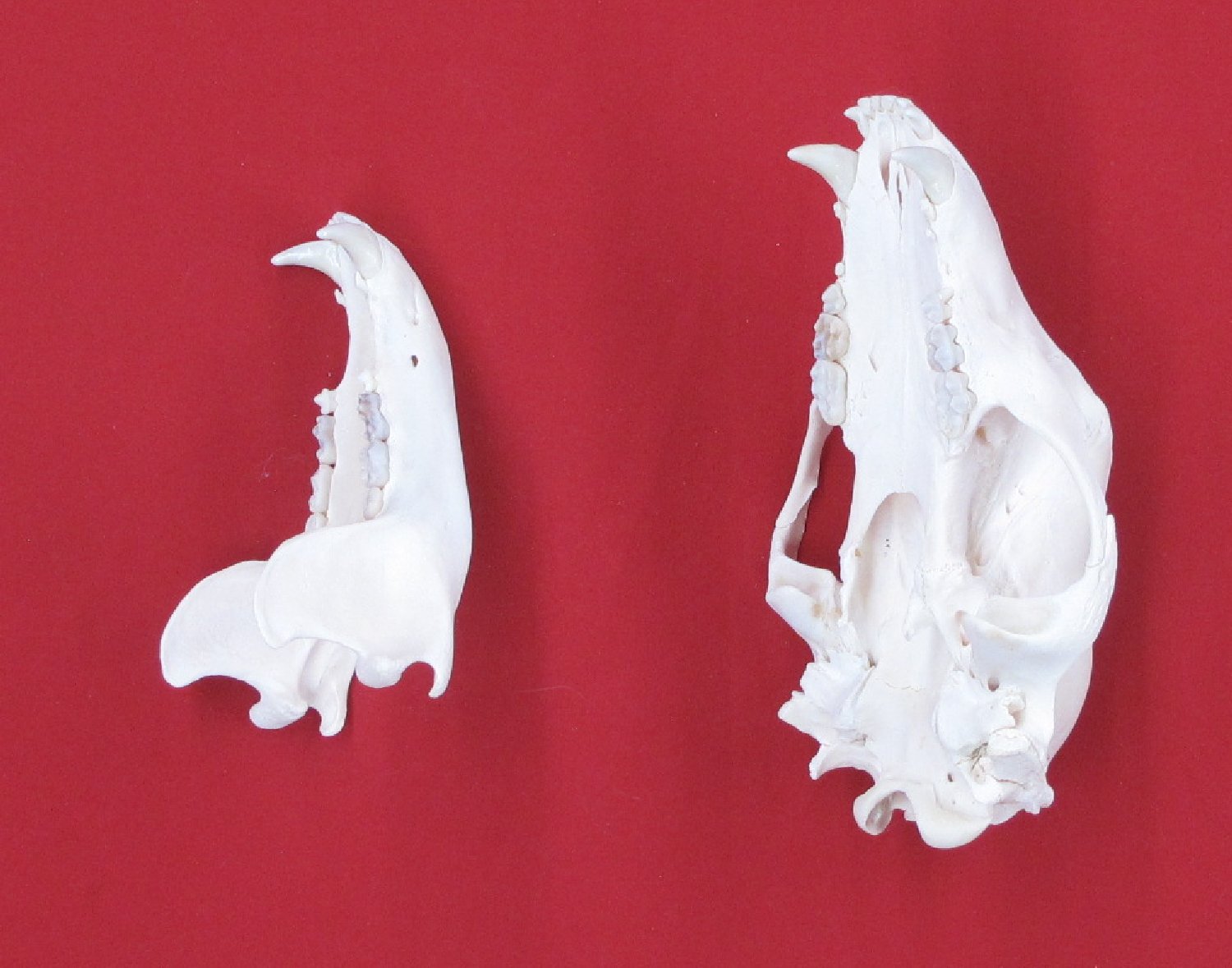 Thumbnail of this picture