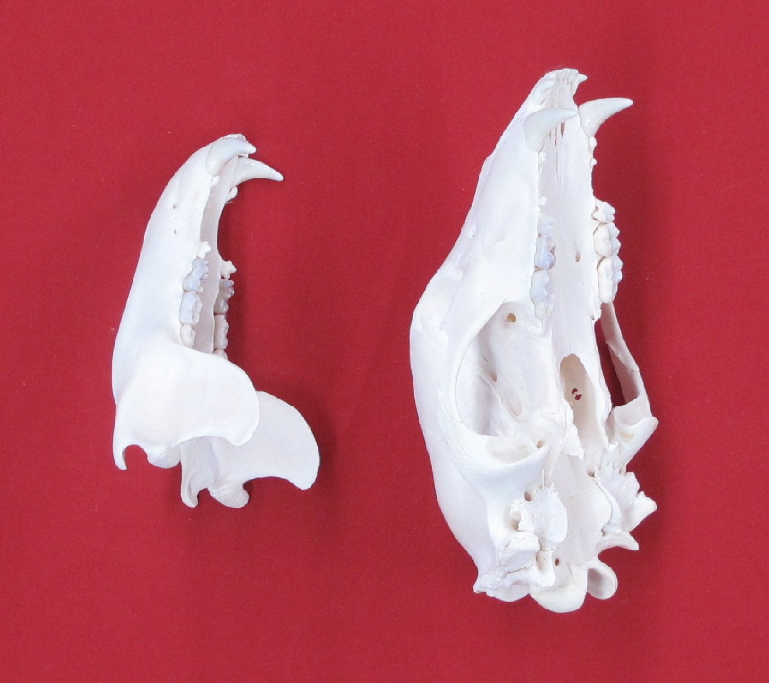 Thumbnail of this picture