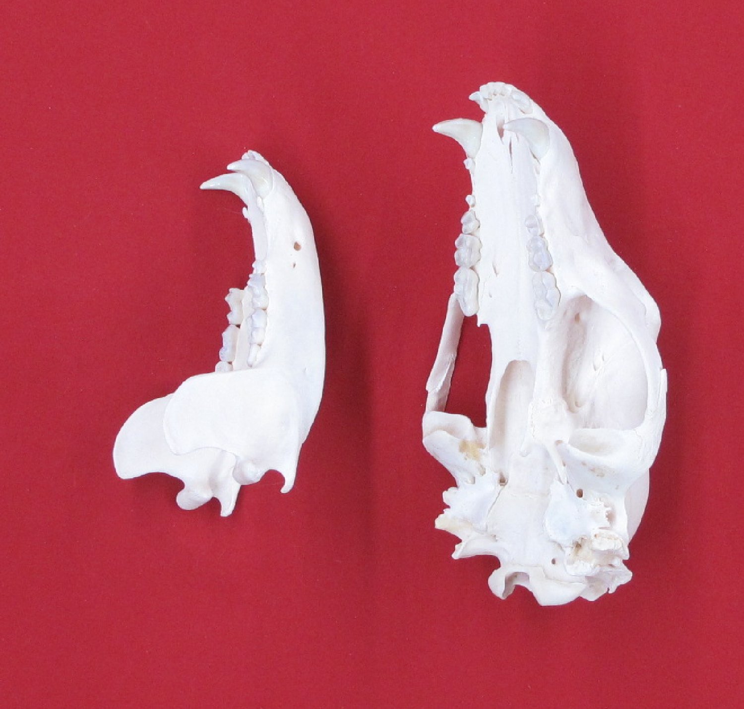 Thumbnail of this picture