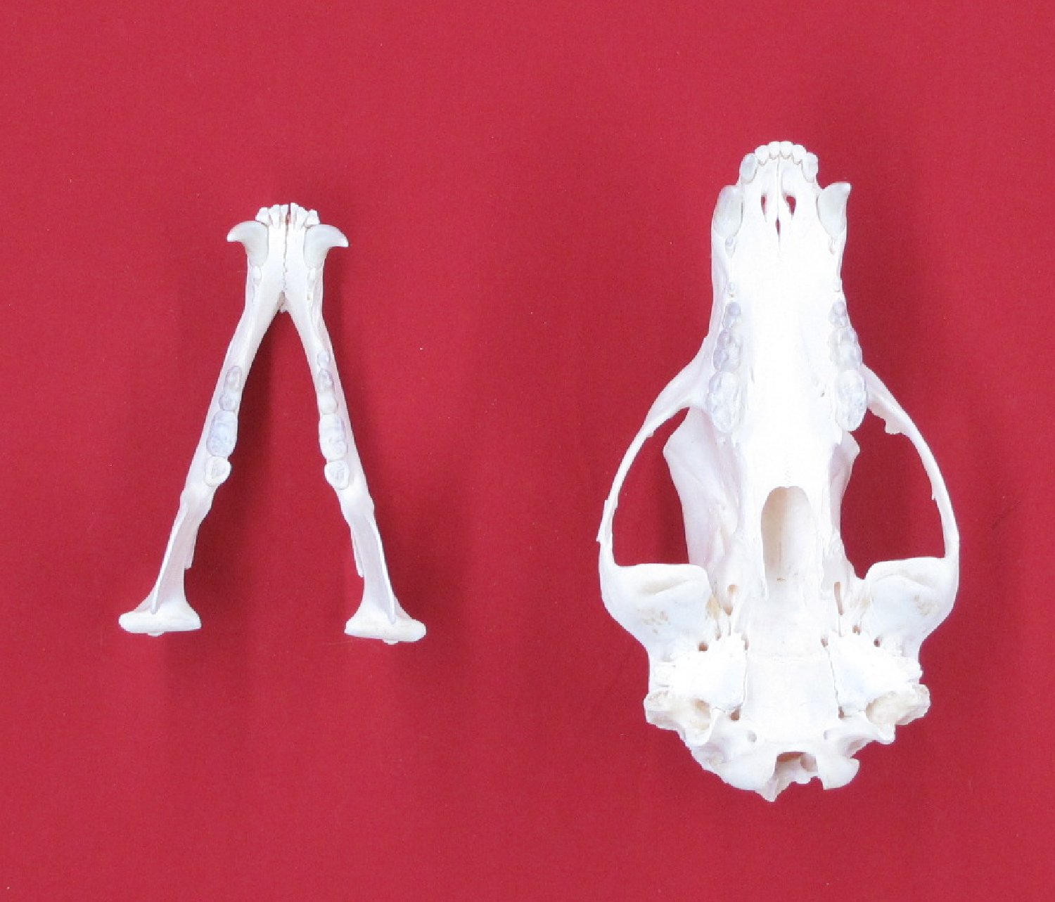 Thumbnail of this picture