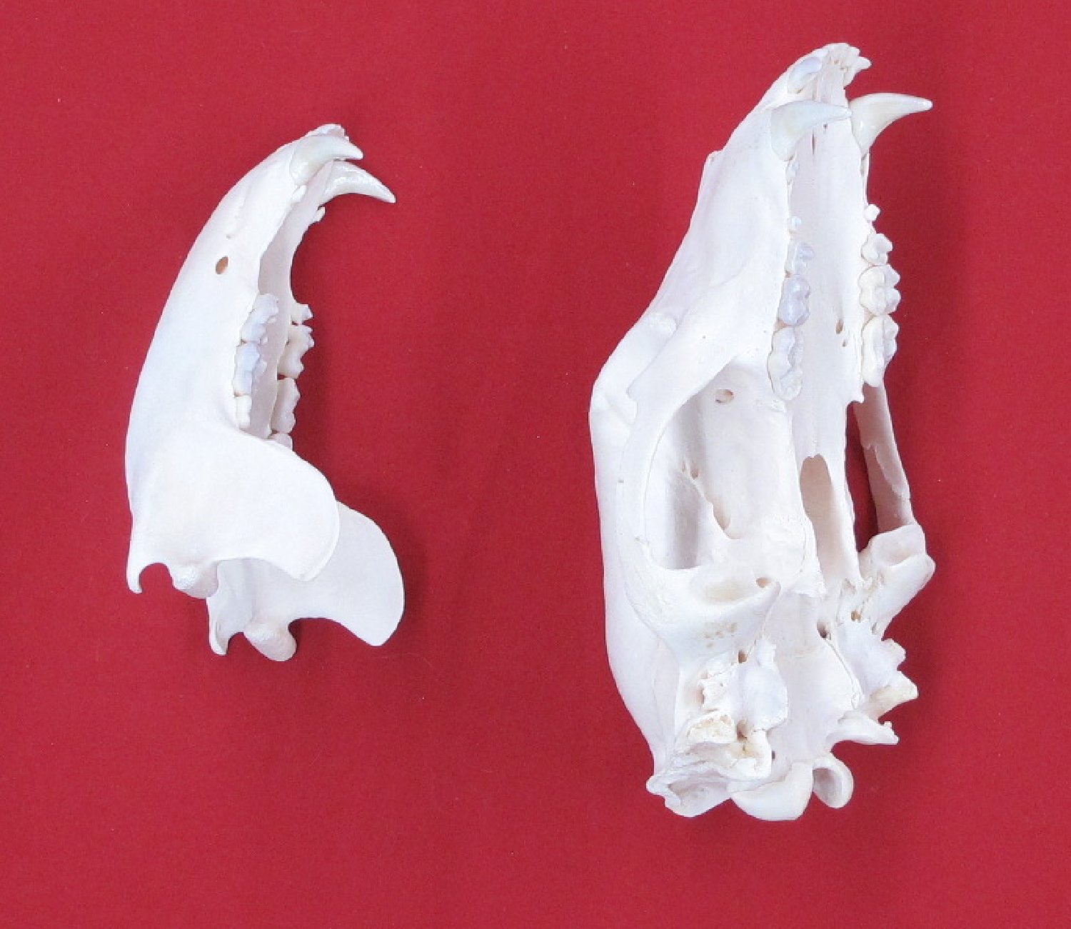 Thumbnail of this picture