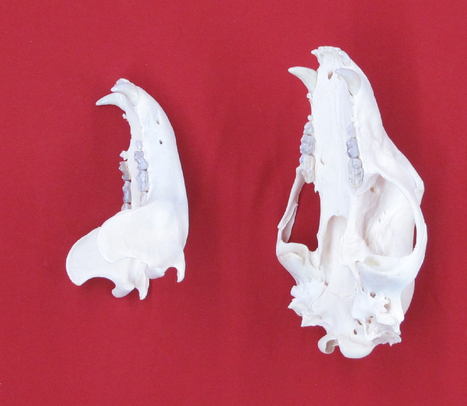 Thumbnail of this picture