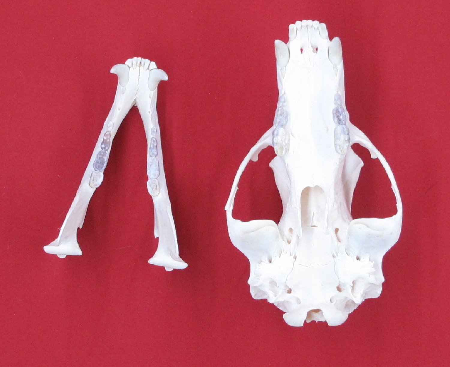 Thumbnail of this picture