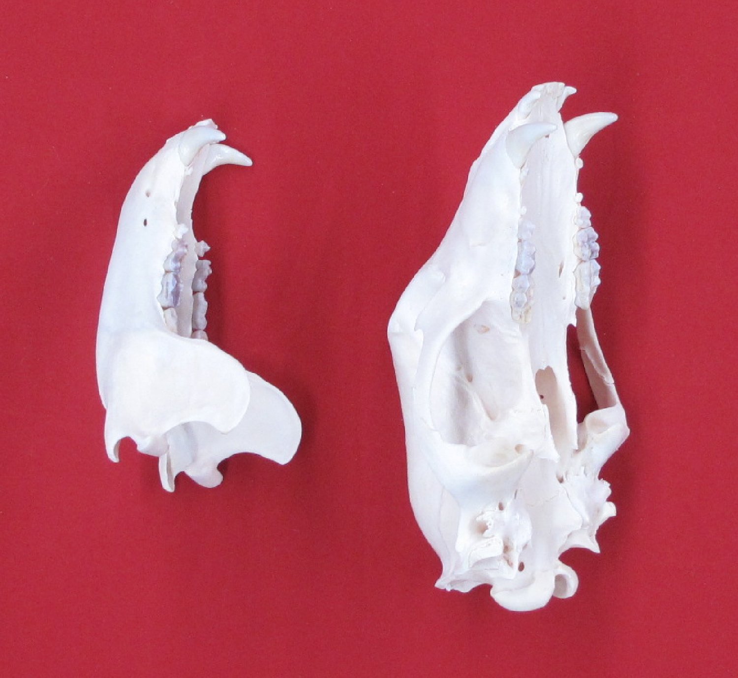 Thumbnail of this picture