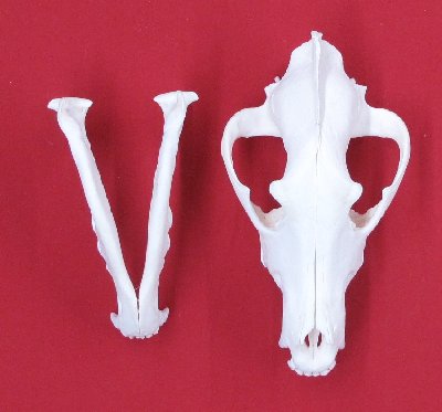 Picture of this lot Wolf Skulls