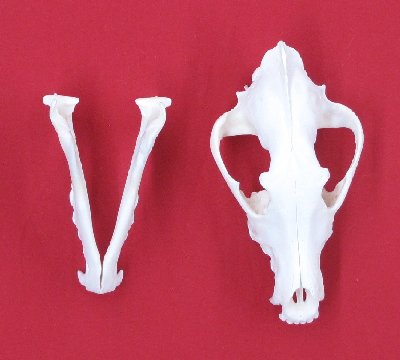 Picture of this lot Wolf Skulls