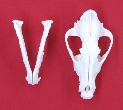 Picture of this lot Wolf Skulls