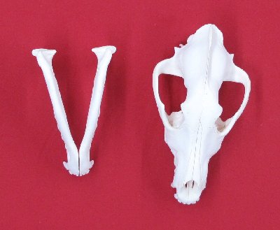 Picture of this lot Wolf Skulls