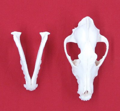 Picture of this lot Wolf Skulls