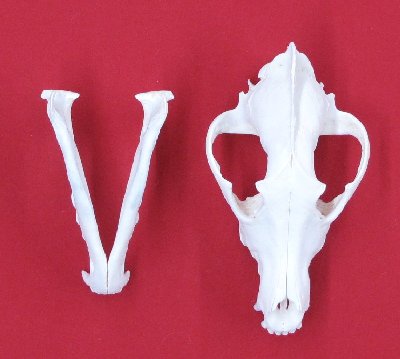 Picture of this lot Wolf Skulls