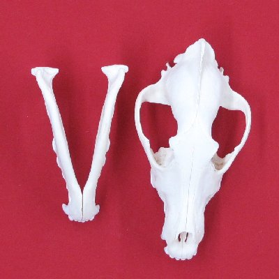 Picture of this lot Wolf Skulls