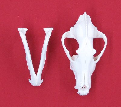 Picture of this lot Wolf Skulls