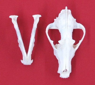 Picture of this lot Wolf Skulls