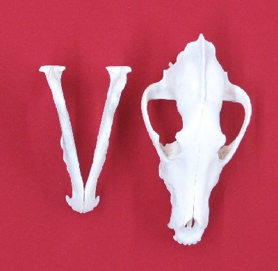 Picture of this lot Wolf Skulls