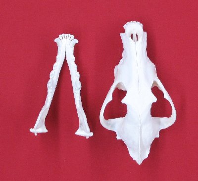 Picture of this lot Wolf Skulls