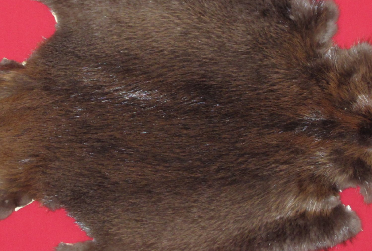 Thumbnail of this picture