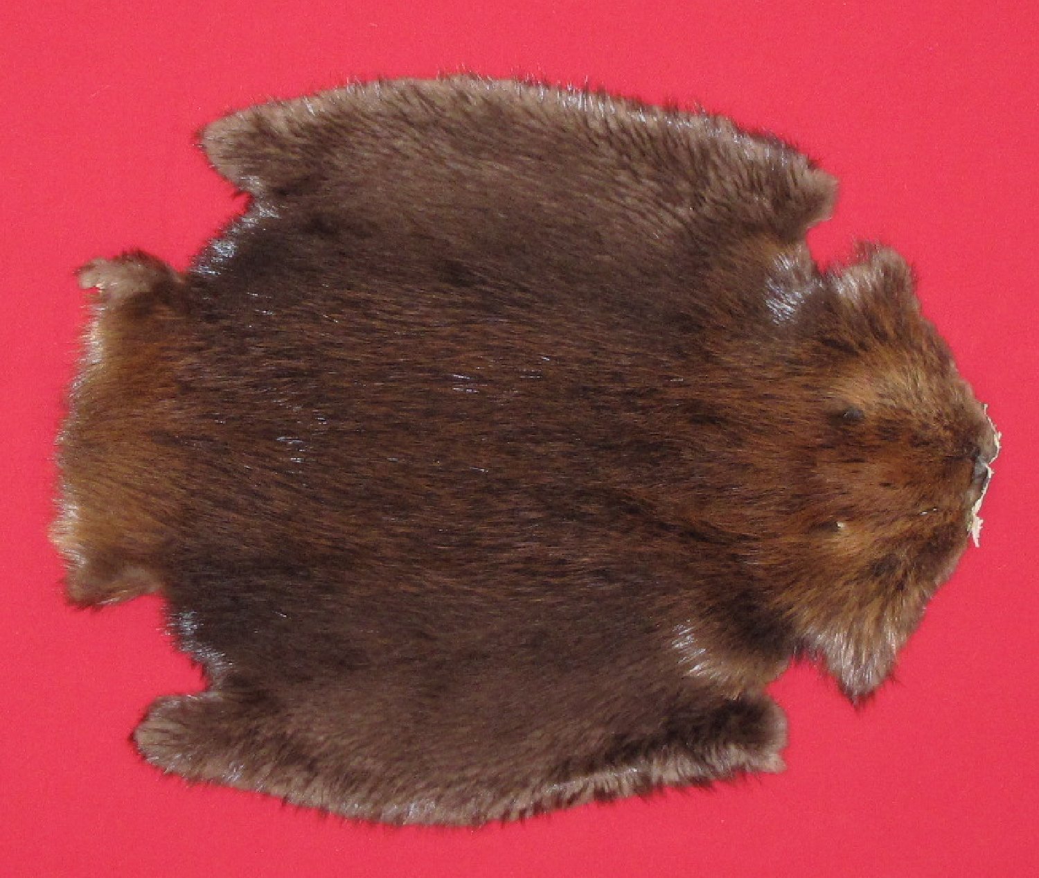 Thumbnail of this picture