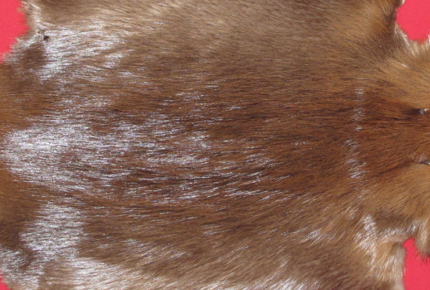 Thumbnail of this picture