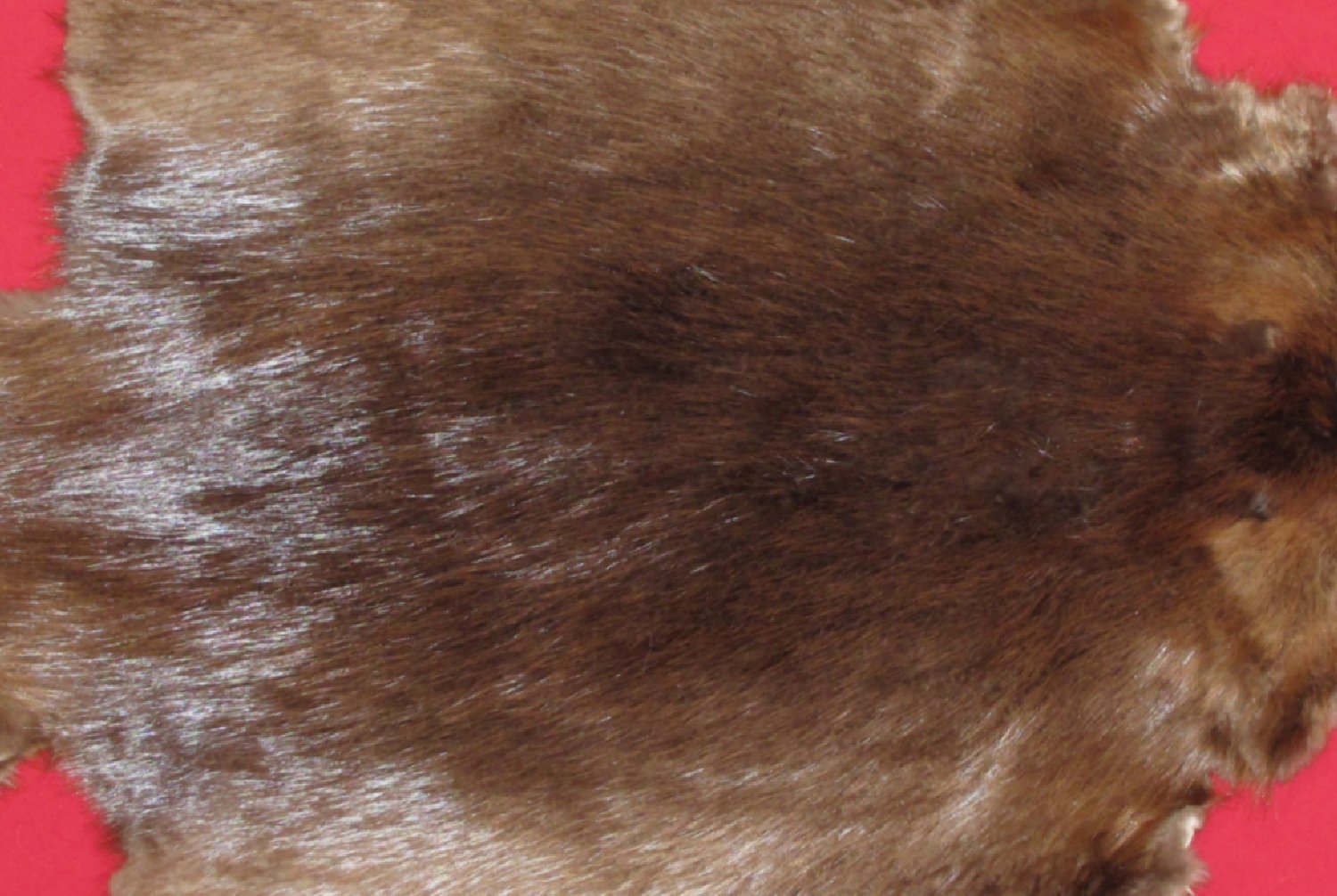 Thumbnail of this picture