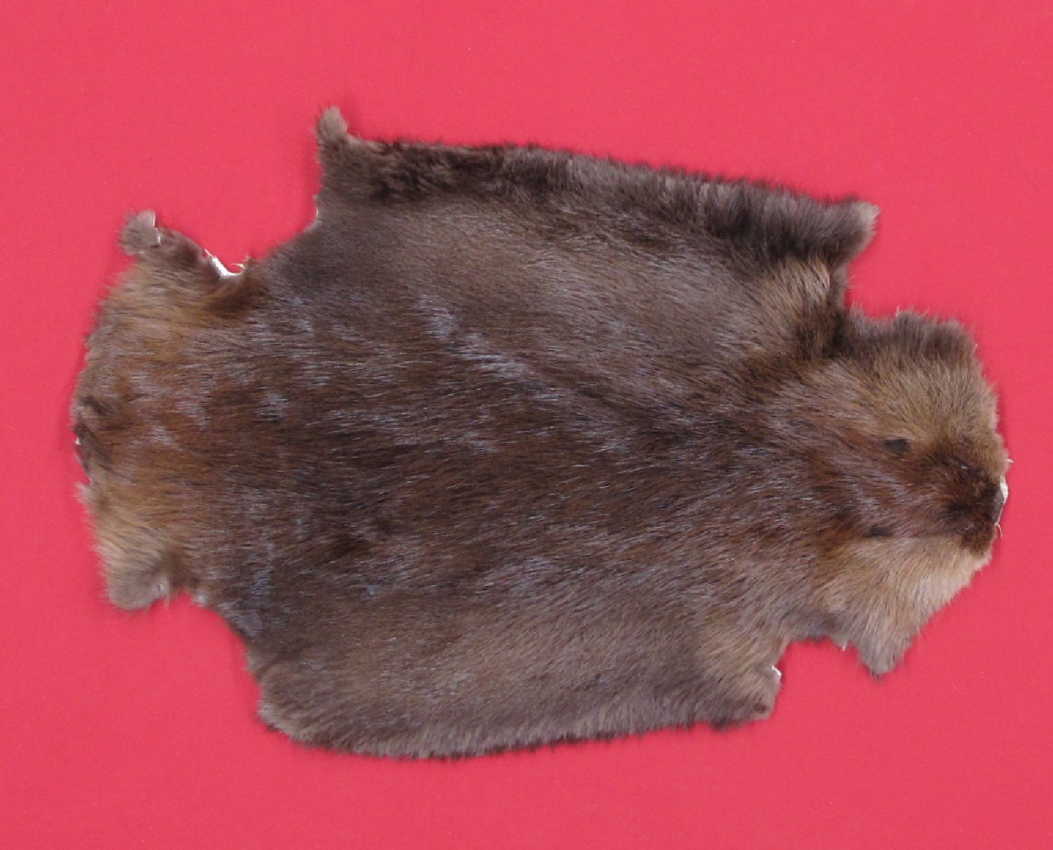 Thumbnail of this picture