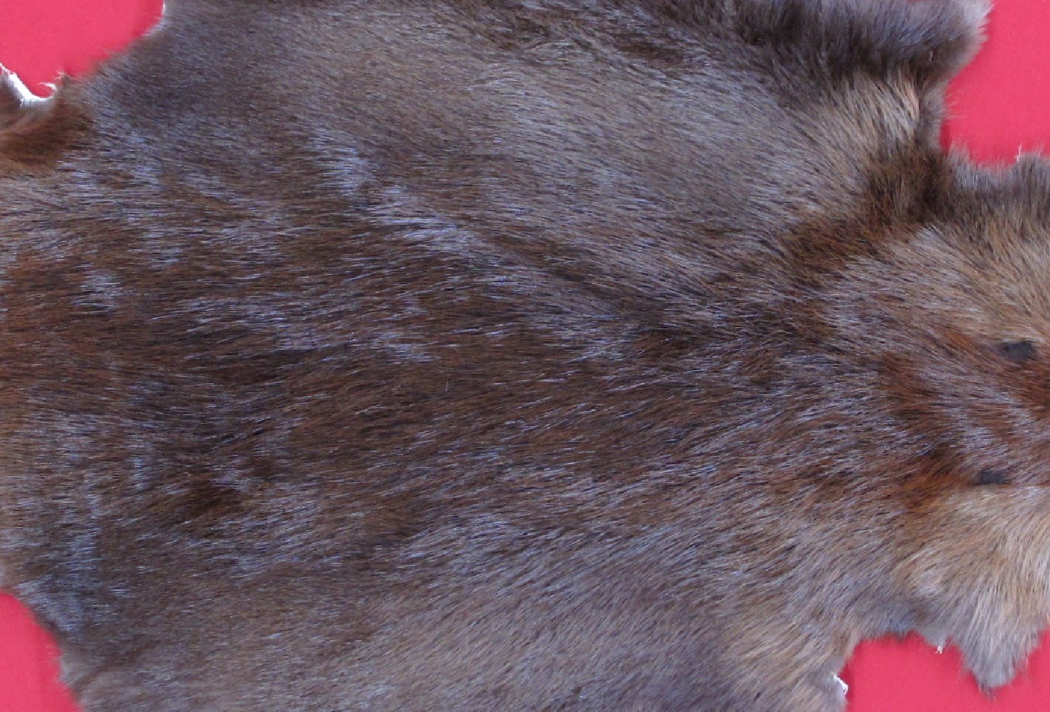 Thumbnail of this picture