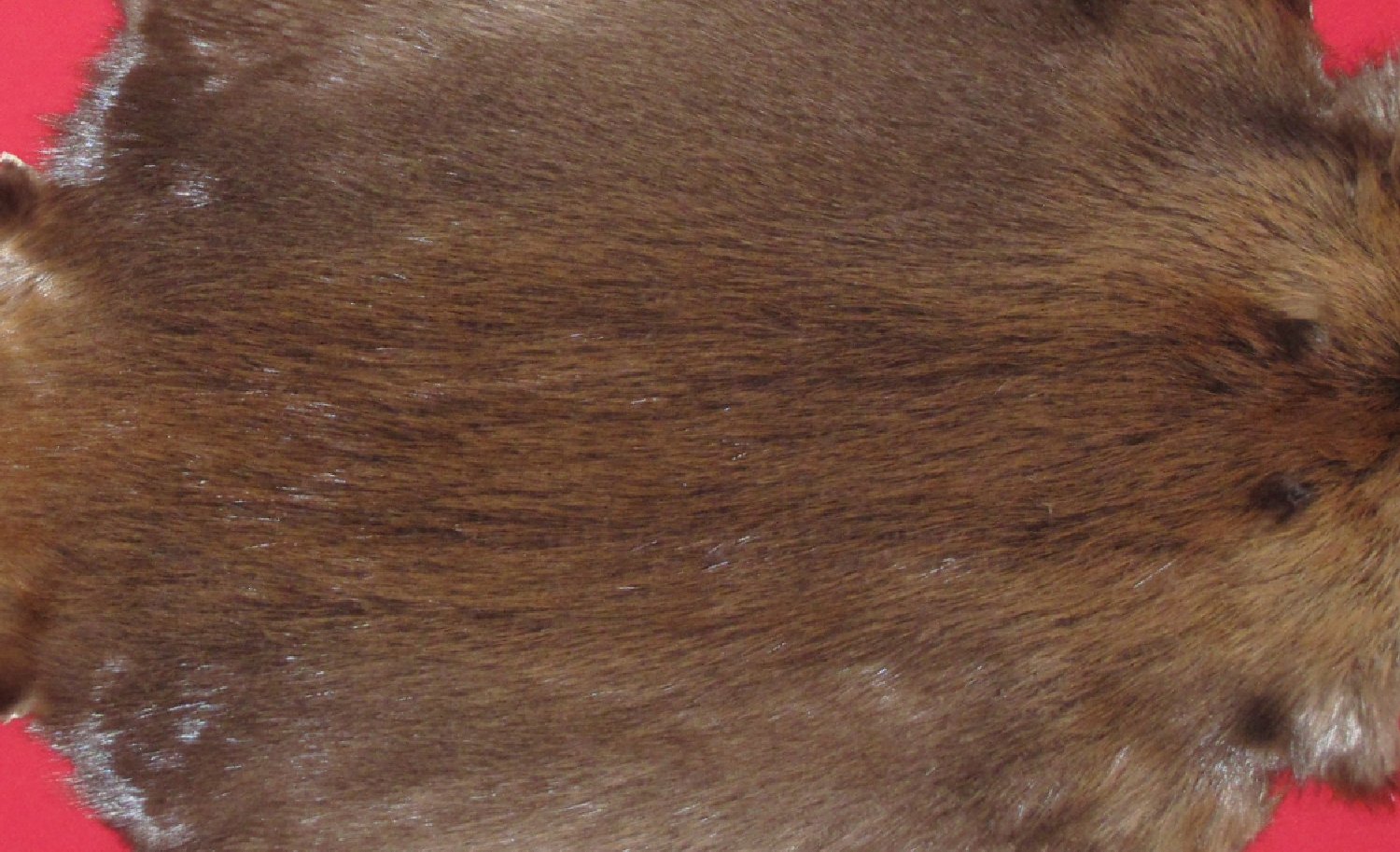 Thumbnail of this picture