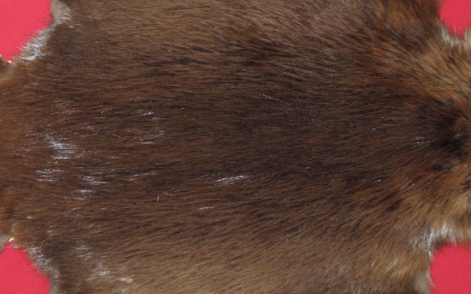 Thumbnail of this picture