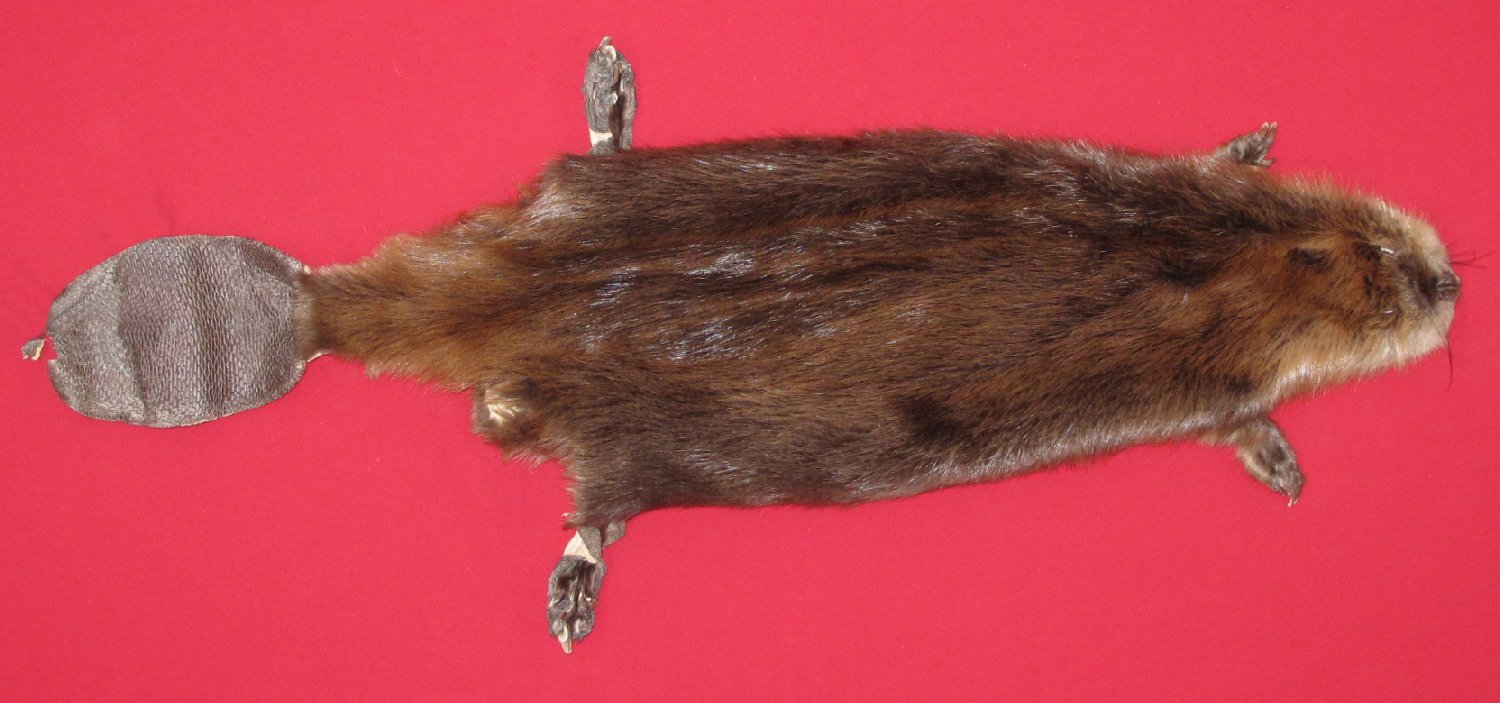 Thumbnail of this picture