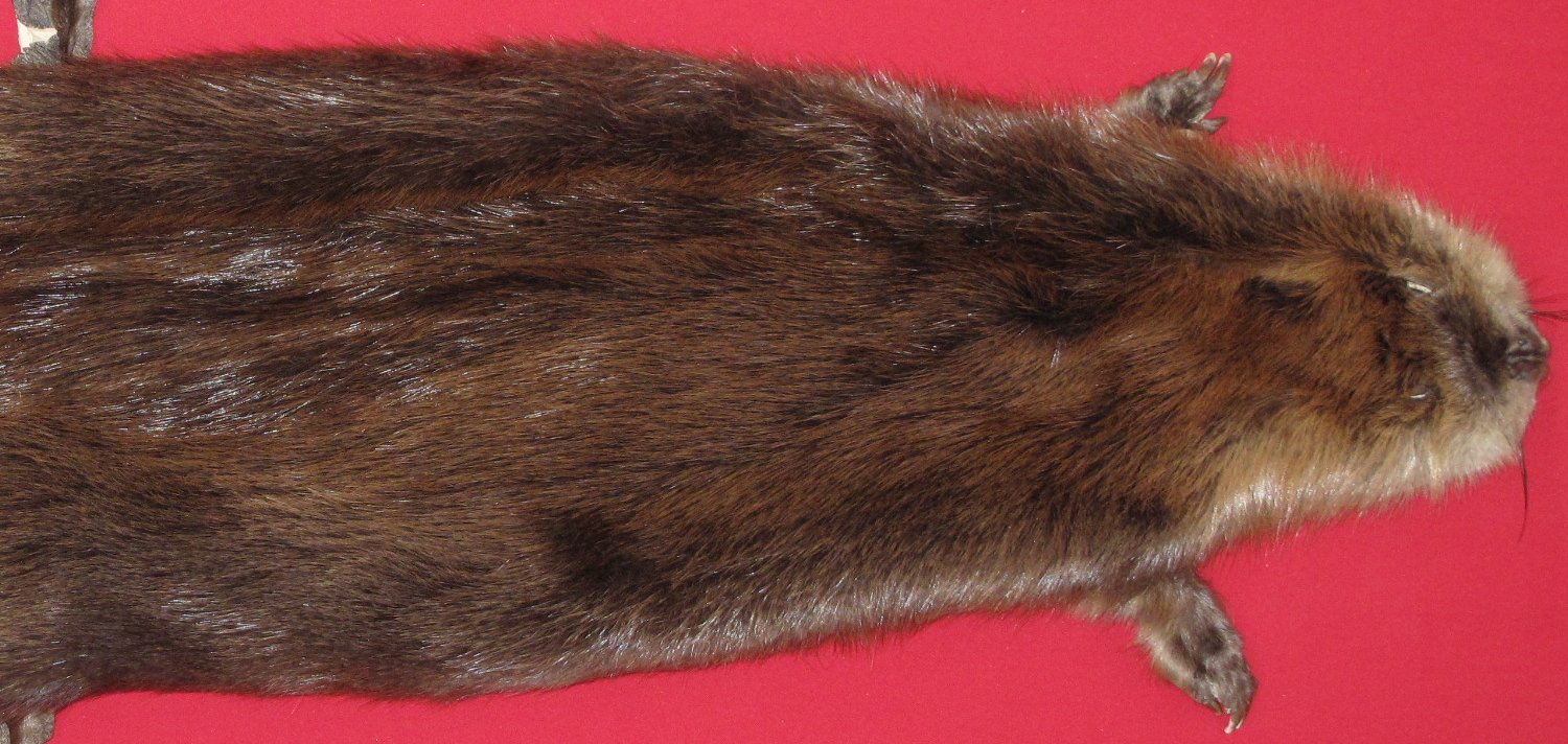 Thumbnail of this picture