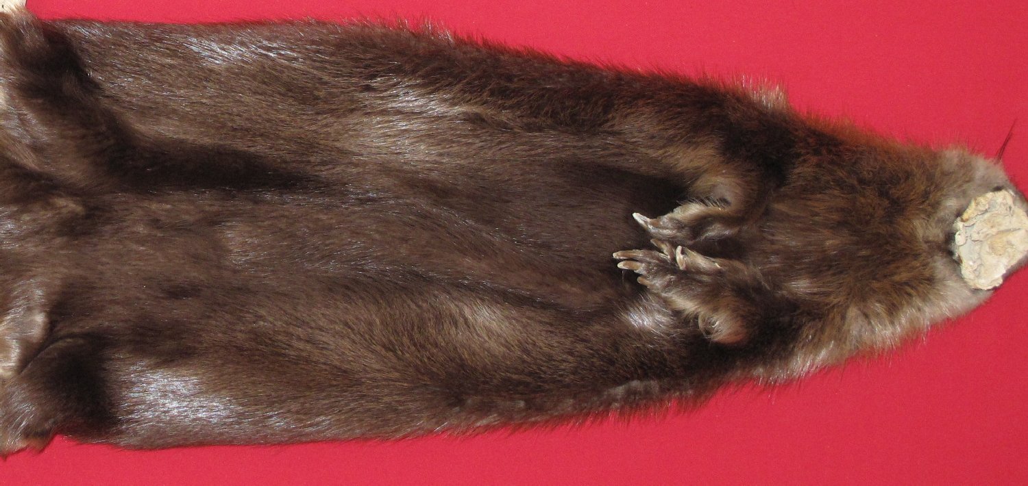 Thumbnail of this picture