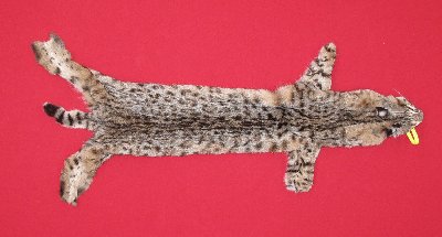 Picture of this lot Tanned Bobcat Hides, Furs, Pelts, Skins